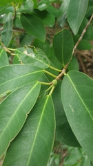 Ficus reflexa