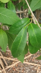 Ficus reflexa
