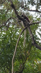 Propithecus coquereli