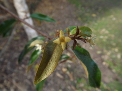 Elaeagnus triflora