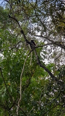 Propithecus coquereli