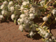 Gomphrena cunninghamii