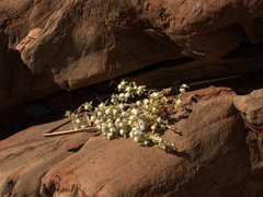 Gomphrena cunninghamii
