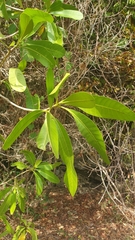 Voacanga thouarsii