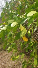 Voacanga thouarsii