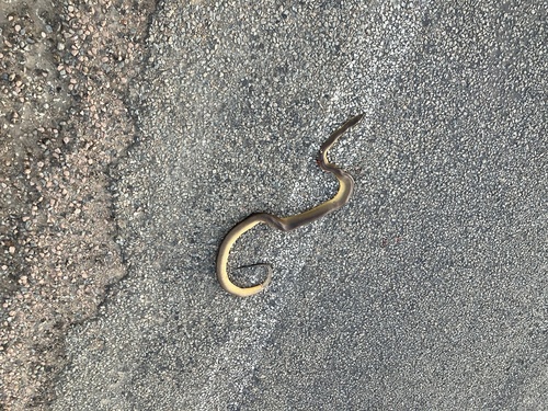 Water Python sighting