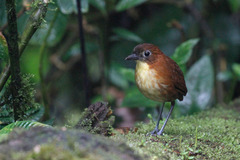 Grallaria flavotincta