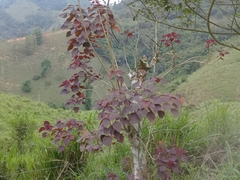 Euphorbia cotinifolia