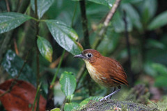 Grallaria flavotincta