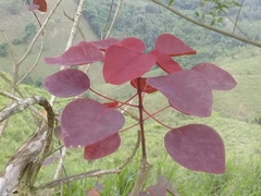 Euphorbia cotinifolia