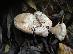 Rigidoporus ulmarius