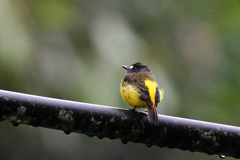Myiotriccus ornatus