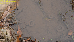 Hynobius quelpaertensis