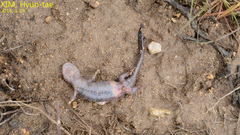 Hynobius quelpaertensis