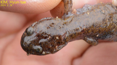 Hynobius quelpaertensis