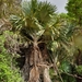 Tahina Palm - Photo (c) David Rabehevitra, some rights reserved (CC BY-NC), uploaded by David Rabehevitra