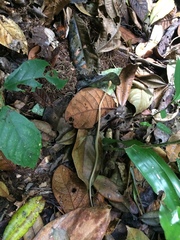 Thamnodynastes pallidus