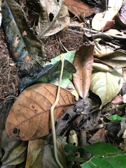 Thamnodynastes pallidus