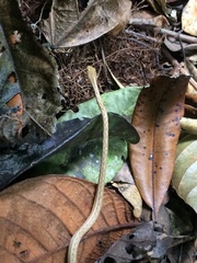 Thamnodynastes pallidus