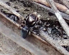 Maratus proszynskii