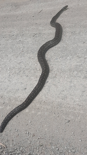 Coastal Carpet Python sighting