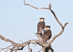 Caracara plancus
