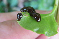 Plectonycha correntina