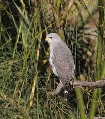 Buteo plagiatus