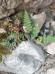 Myriopteris microphylla