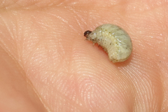 Plectonycha correntina