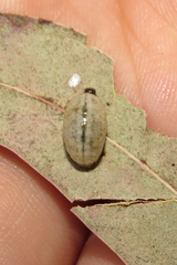 Plectonycha correntina