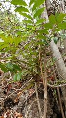 Colea