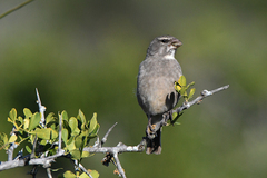 White-Throated Canary photo 5
