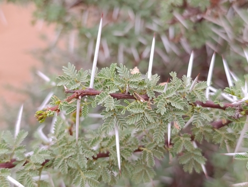 Sweet Thorn