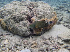 Cheilinus chlorourus