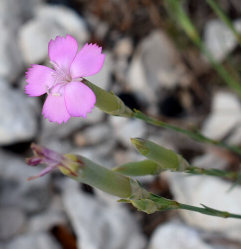Dianthus caryophyllus