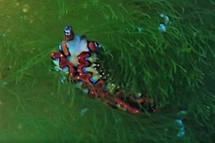 Thuridilla picta