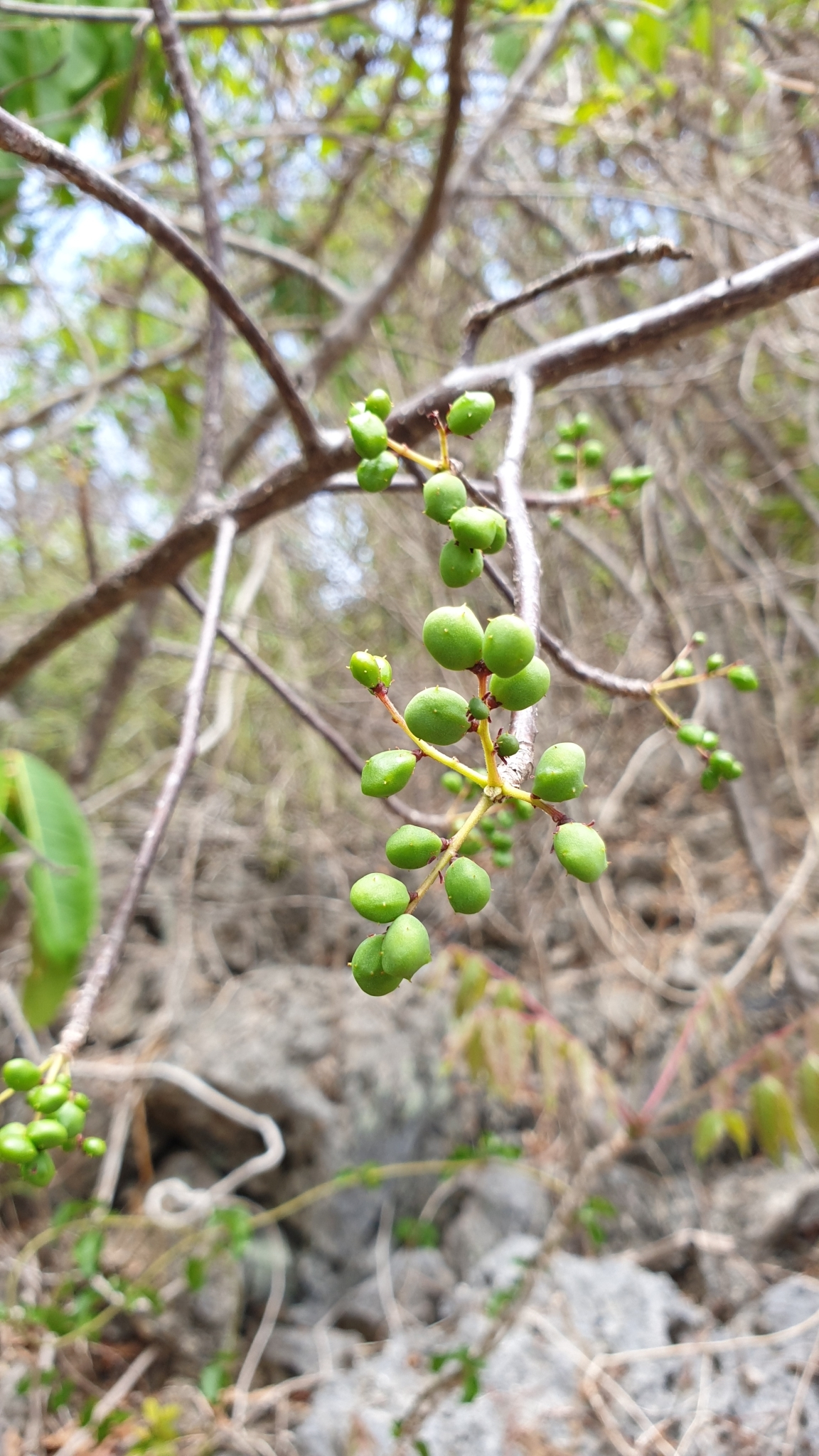 Operculicarya gummifera · iNaturalist