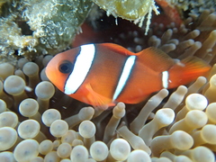 Amphiprion barberi