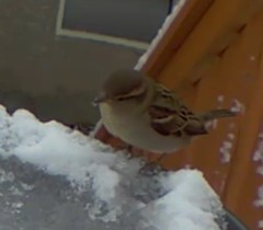 Passer domesticus
