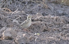 Anthus spragueii
