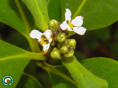Avicennia schaueriana