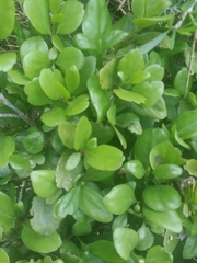 Ileostylus micranthus