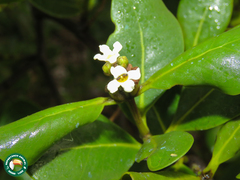 Avicennia schaueriana