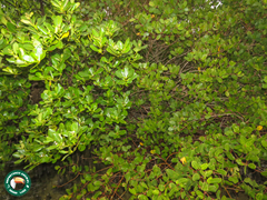 Avicennia schaueriana