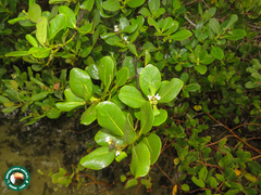 Avicennia schaueriana