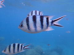 Abudefduf sexfasciatus