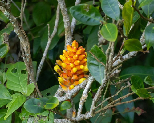 Aechmea comata (Aechmea comata)