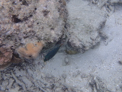 Canthigaster solandri