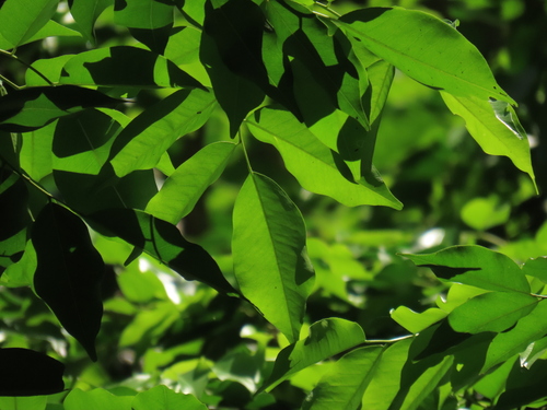 Myroxylon balsamum - Whole tree